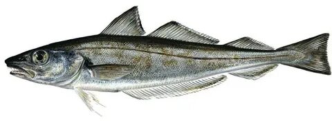 Минтай морская рыба