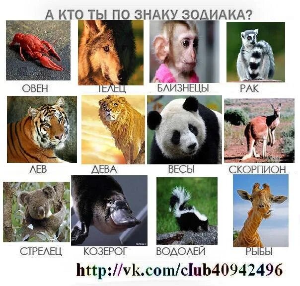 Знаки зодиака как животные