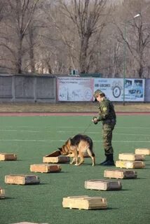 Соревнования собак это