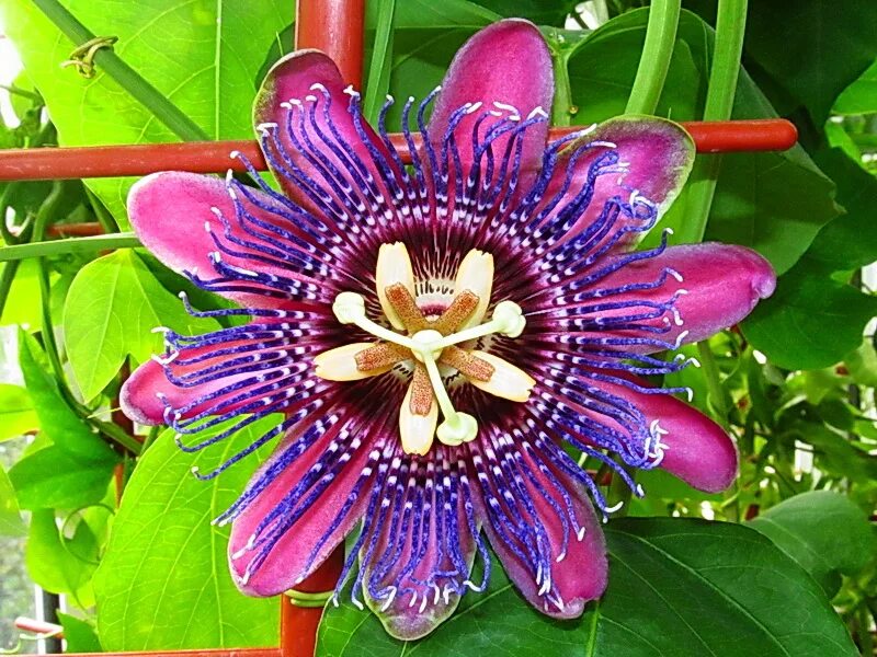 Москва пассифлора. Пассифлора Марийка Passiflora. Маракуйя пассифлора. Пассифлора Прециоза. Пассифлора маэстро.