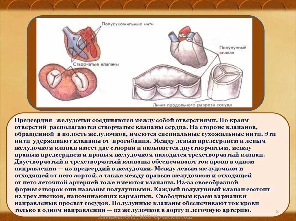 Между правыми предсердием и желудочком находится клапан. Предсердие и желудочки соединяются между собой клапанами. Клапан между левым предсердием и желудочком. Предсердие и желудочки соединяются между собой отверстиями по краям. Клапаны между предсердиями и желудочками.