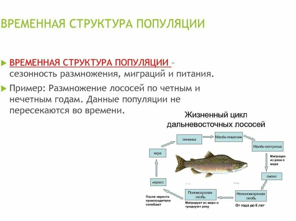 Какие есть популяции. Экологическая популяция примеры. Экологическая структура популяции. Вид и популяция примеры. Популяции животных примеры.