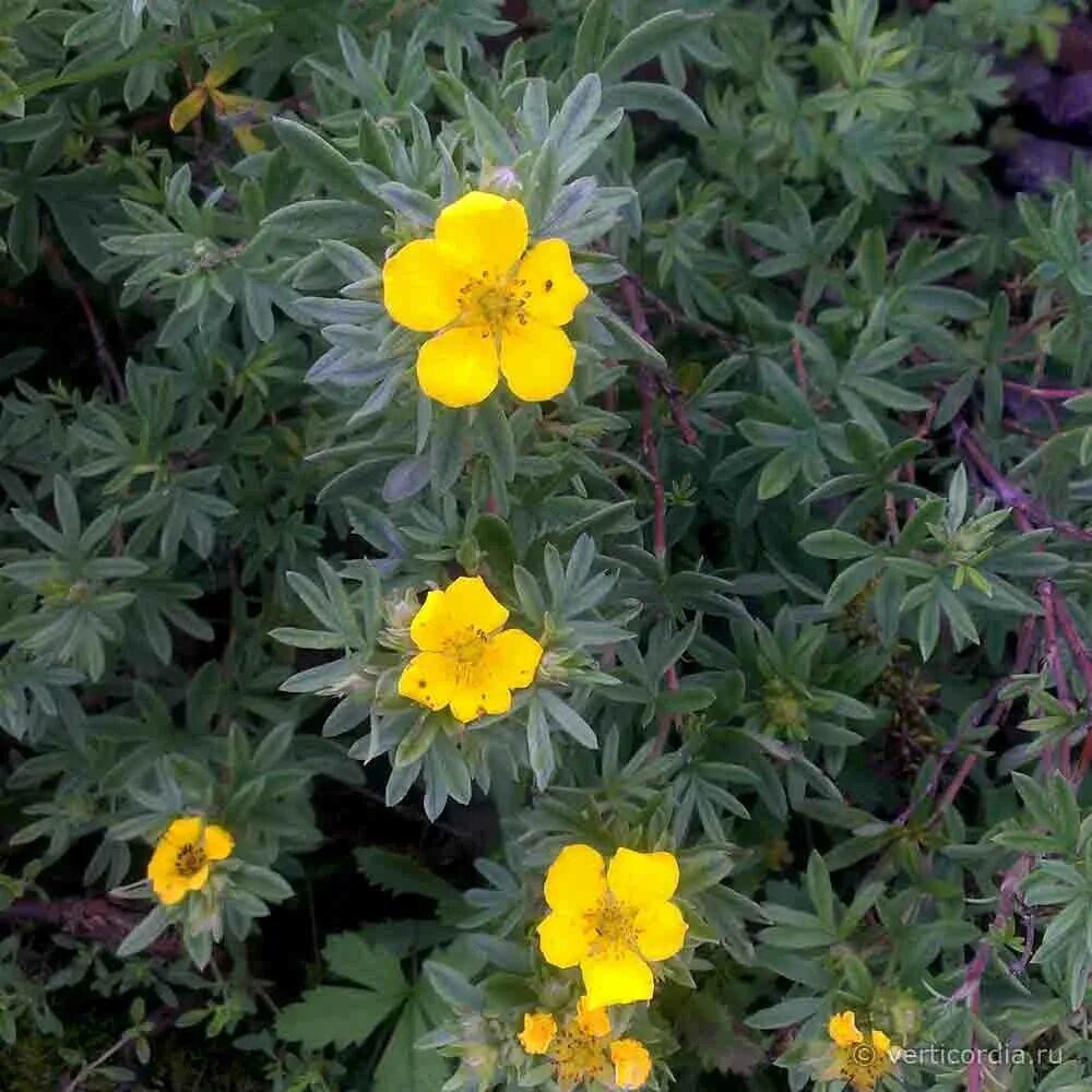 Лапчатка 4 буквы. Лапчатка домбейи (potentilla dombeyi). лапчатка кустарниковая double punch pastel. лапчатка сибирская. лапчатка даурская.