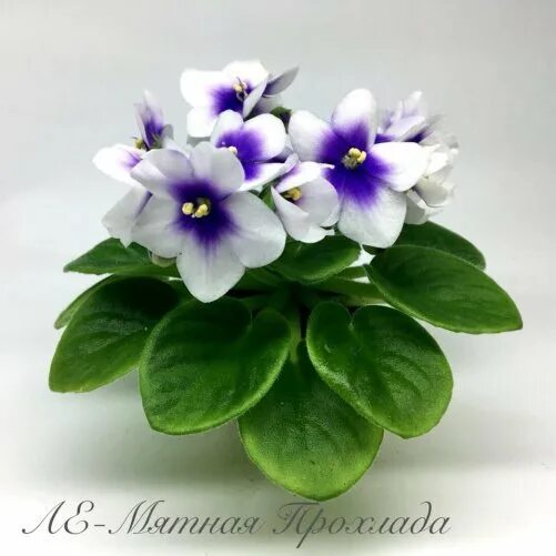 Ле-мятная прохлада. Мини фиалка мятная прохлада. Мини фиалка мятная прохлада. Фиалка мятная прохлада фото. Фиалка голубоглазая шиншилла.