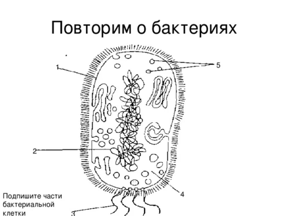 На каком рисунке изображена клетка бактерий. Схема строения бактериальной клетки без подписей. Строение бактериальной клетки рисунок. Схема клетки бактерии. Строение бактерии рисунок.