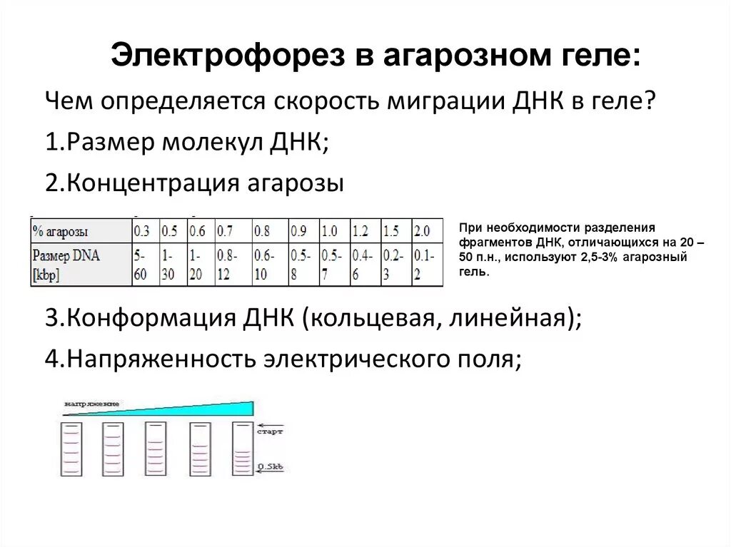 Метод разделения фрагментов днк. Метод горизонтального электрофореза в агарозном геле. схема проведения электрофореза днк в агарозном геле.. методика проведения электрофореза в агарозном геле. гель электрофорез днк.