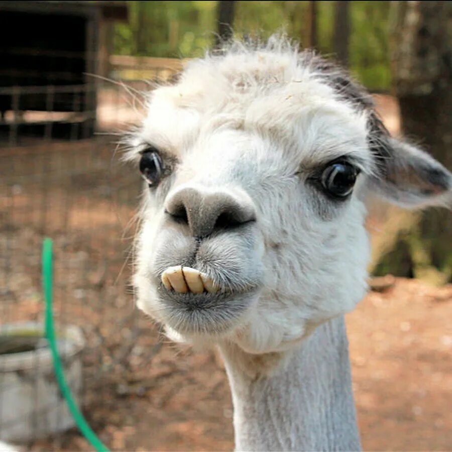 Лама лама савахфани. Злая альпака лама. Шукур лама. Злая альпака лама. Альпака зубы.