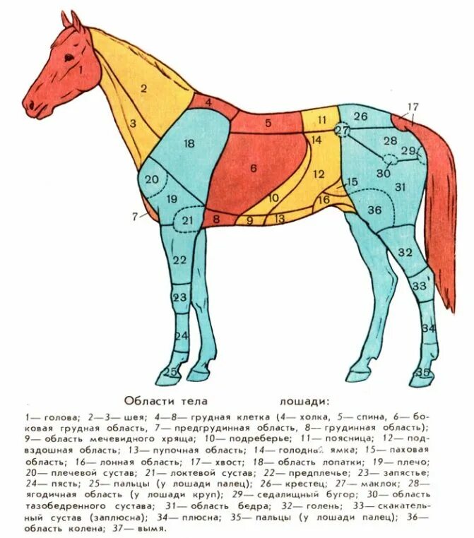 Сколько пройдет лошадь. Области тела лошади анатомия. Области тела животного анатомия лошади. Лошади анатомия Маклок. Топография статей лошади.
