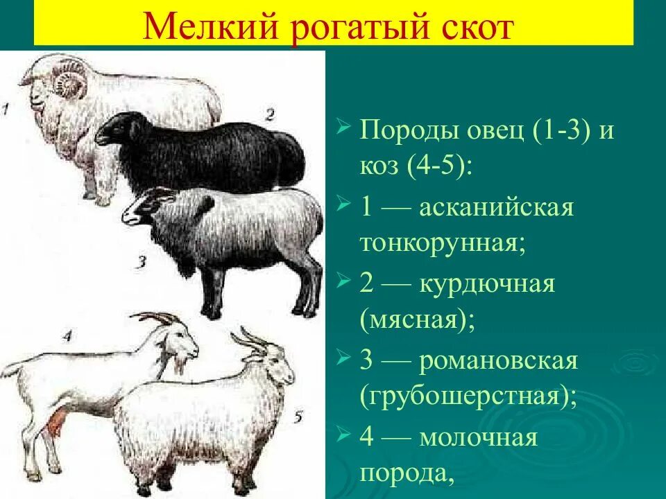 Рогатый скот примеры. Асканийскую породу тонкорунных овец. породы мелкого рогатого скота. породы домашних животных овцы. крупный рогатый скот и мелкий рогатый скот.