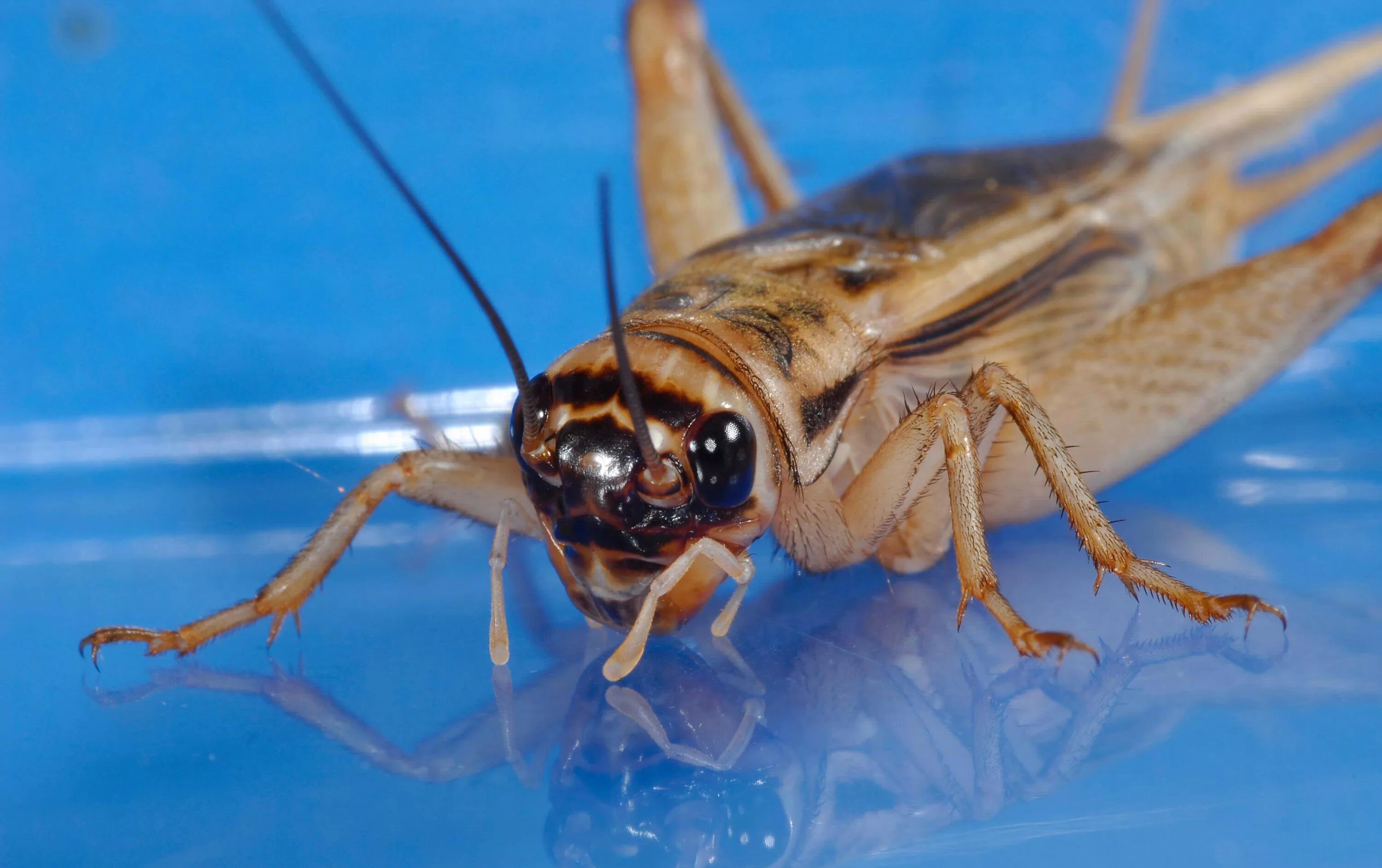 Gryllus campestris. Сверчок домовый самец. Прямокрылые сверчок домовой. Черный полевой сверчок. Сверчок домовый яйцеклад.