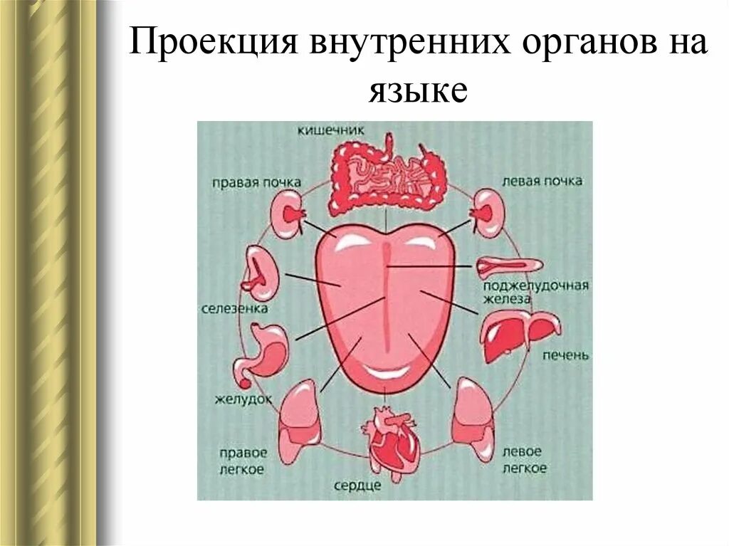 Связь зубов с органами. Проекция внутренних органов на языке человека. Взаимосвязь зубов и органов. Зубы и внутренние органы. Зубы и органы взаимосвязь.