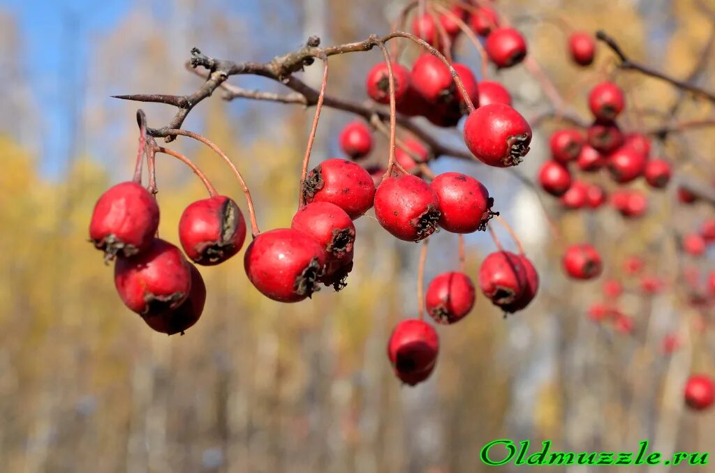 боярышник вееролистный классификация. боярышник вееролистный лист. заготовка боярышника. хранить боярышник. боярышник варенье.