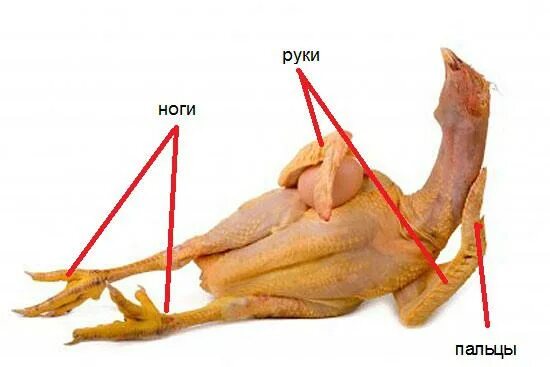 Сколько ног у птицы. Строение голени курицы. Строение клоаки курицы. Бедренная кость курицы строение. Строение кости курицы.