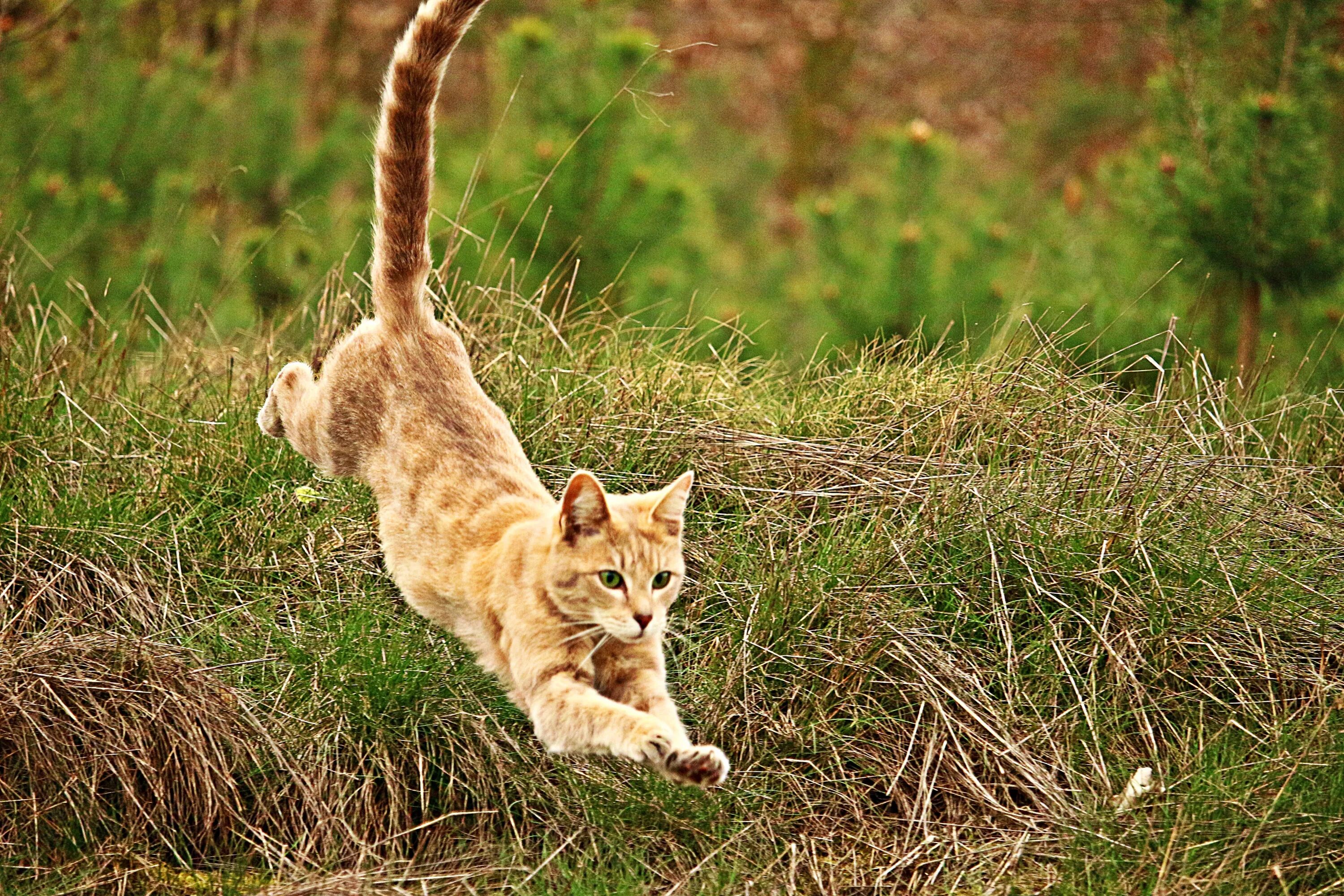 Кошка в прыжке. Кошка бежит. Кошка на природе. Кошка в движении.