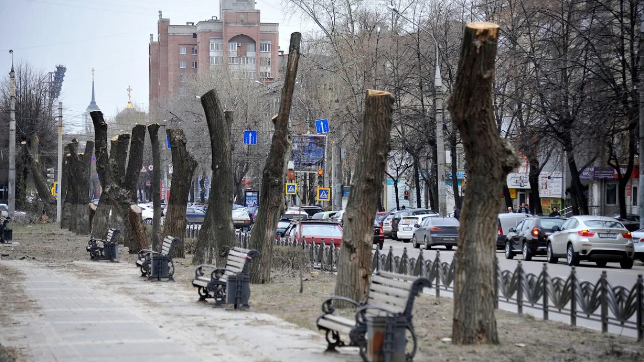 Обрезки деревьев воронеж. Спиленные деревья в городе. обрезка деревьев в городе. обрезанные деревья в городе. тополь в городе.
