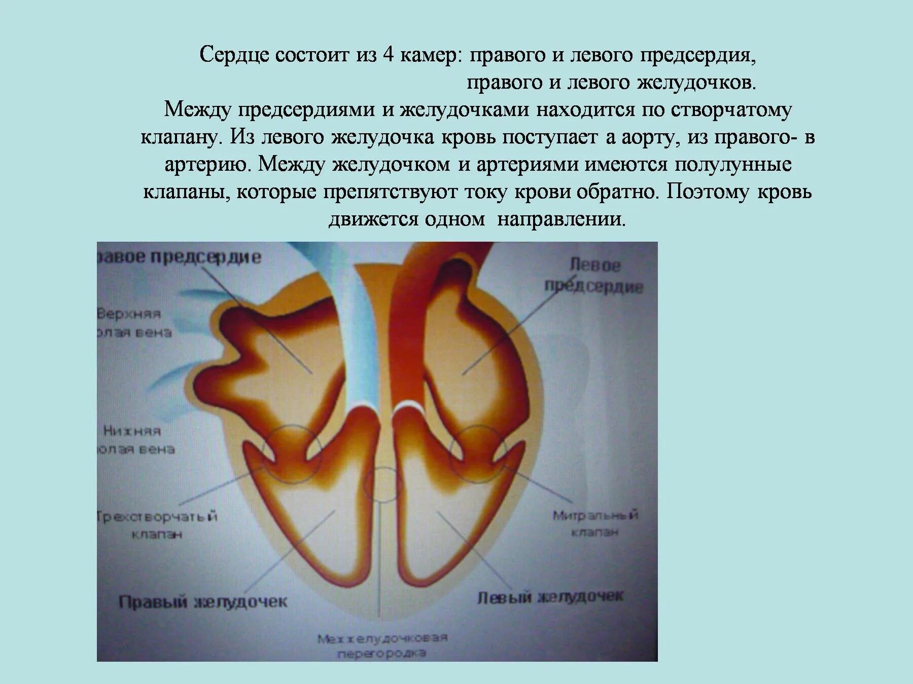 Граница между предсердиями и желудочками. Между левым предсердием и левым желудочком расположен клапан. клапаны между предсердиями и желудочками. между левым и правым желудочком. клапаны расположенные между предсердиями и желудочками.
