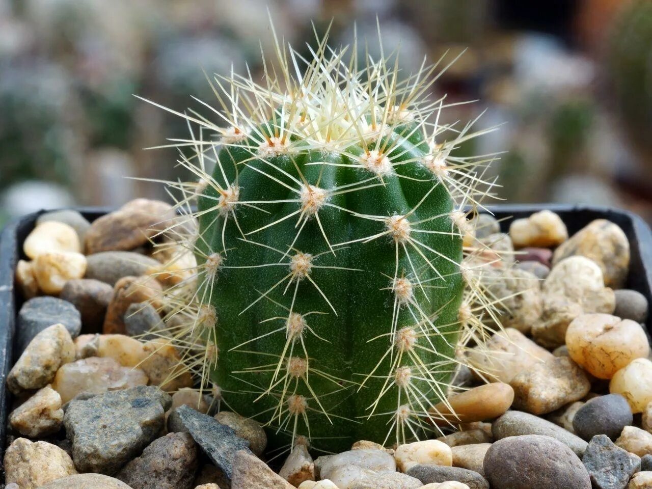 Cactus dg. Трихоцереус кандиканс Кактус. Трихоцереус белеющий. Трихоцереус белеющий (Trichocereus candicans). Кактус цереус уругвайский.