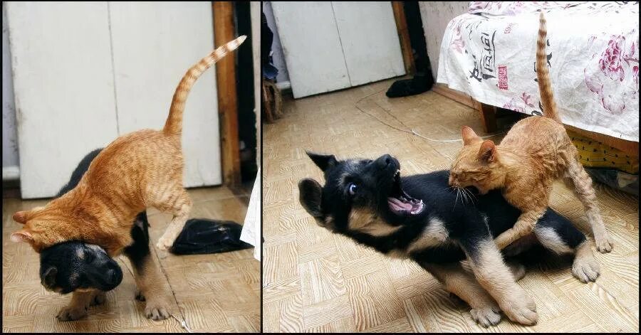 Почему кот нападает на кошку. Коты атакуют собак. кот кусает собаку. нападение собаки на кота.