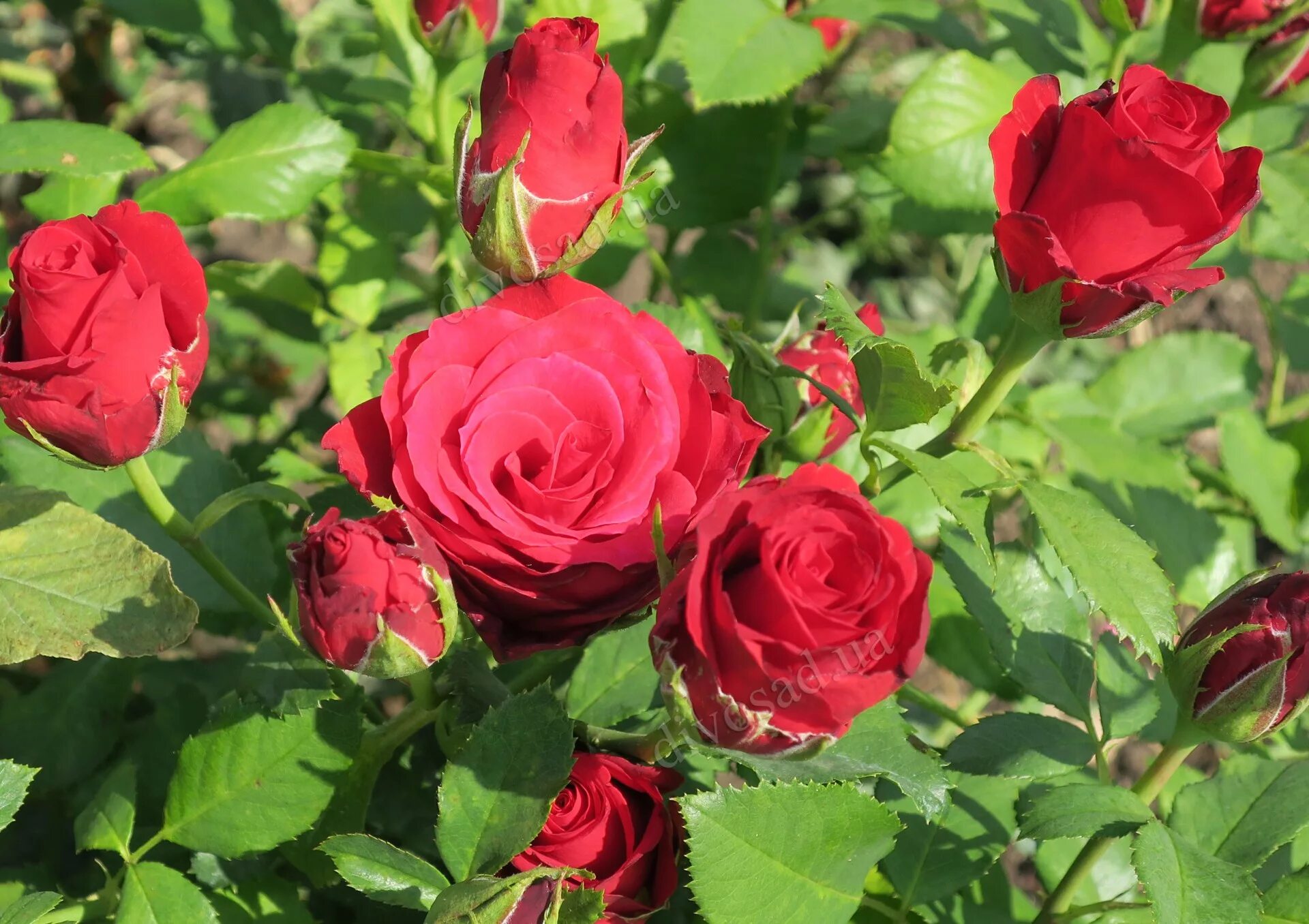 Prestige rose. Чайногибридная роза лион. Чайно-гибридные розы престиж ( prestige). Чайно-гибридные розы престиж ( prestige). Prestige rose.