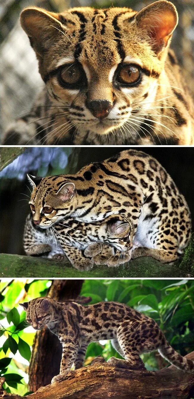 Дикие кошки список. Калимантанский дымчатый леопард. Азиатская леопардовая кошка. Кошачье семейство. Хищные кошки.