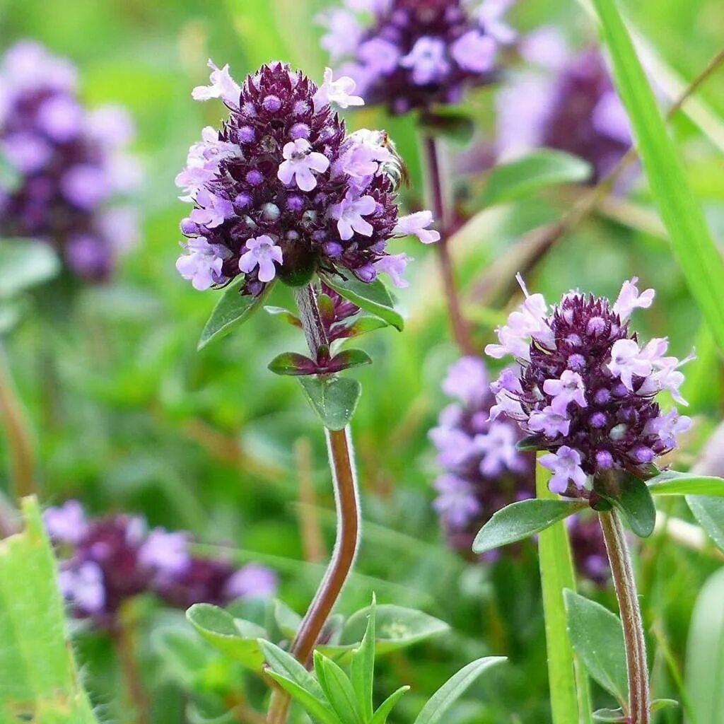 Чабрец работа. ). Чабрец работа. Чабрец или тимьян. Тимьян ползучий (thymus serpyllum).