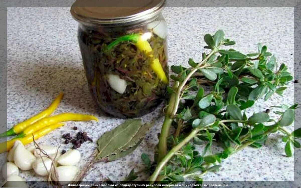 Портулак толстянка. Портулак огородный соленье. Дандур армянская трава. Портулак(дандур армянский). Как приготовить портулак на зиму.