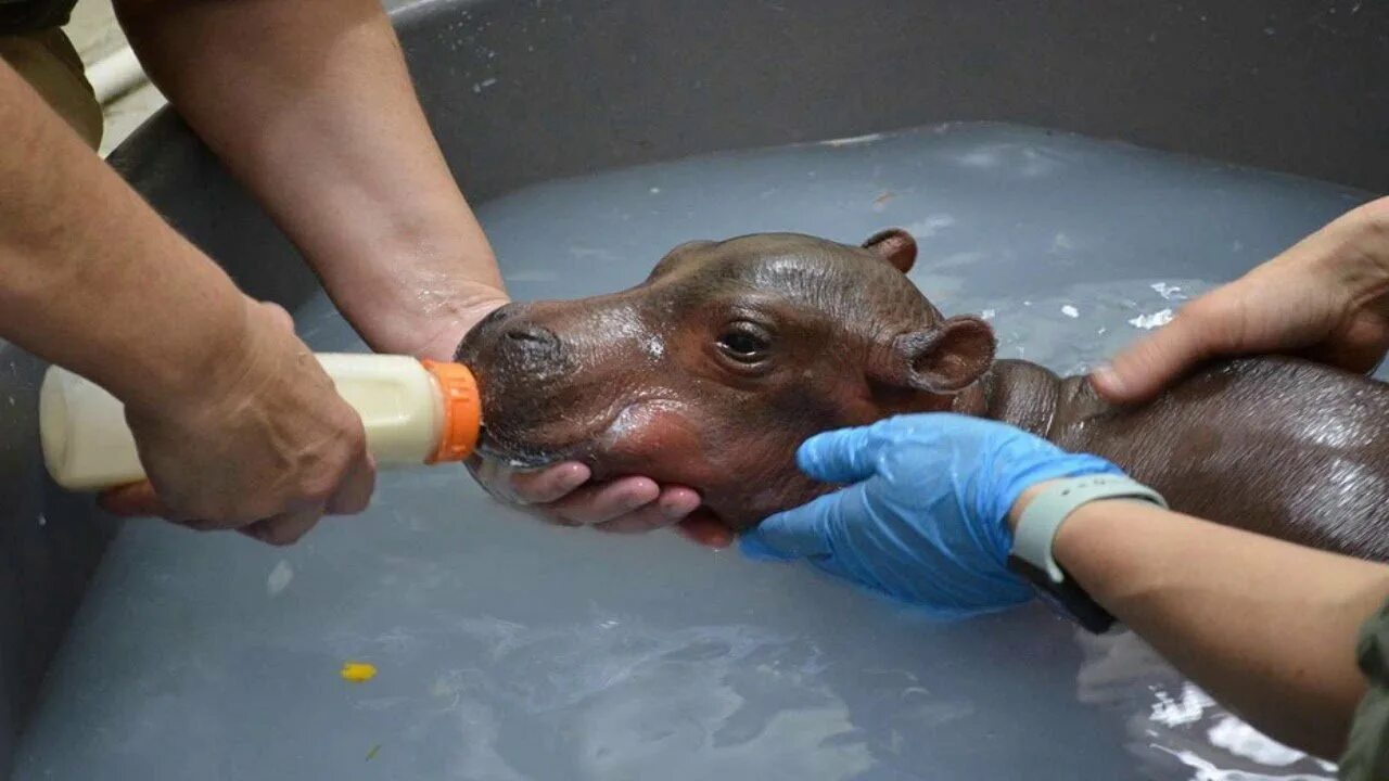 Какого цвета молоко у бегемота. Вес новорожденного бегемота. бегемот пьет. гиппопотам пьющий. новорожденный бегемотик весит.