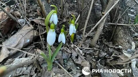 Песня расцвел подснежник
