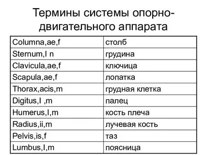 Терминология в латинском языке