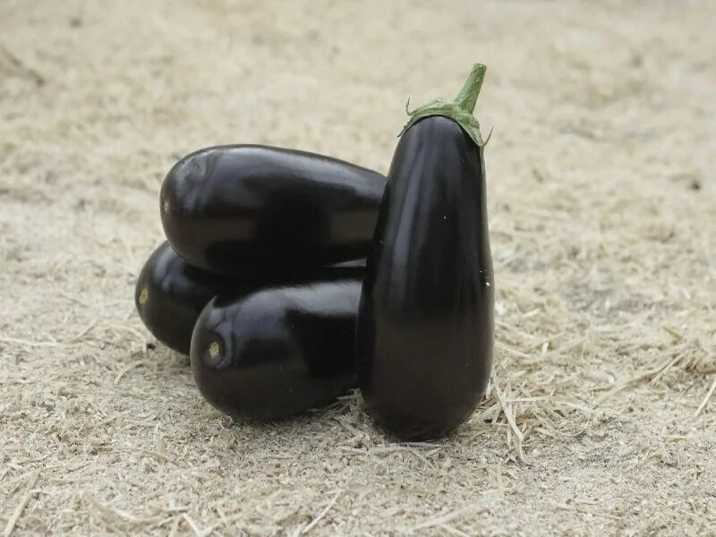 Баклажан эпик f1 (10шт) "семена алтая". Баклажан эпик 10шт (голландия) семена алтая. Престиж баклажан эпик f1. Партнер баклажан эпик f1. Баклажан сорт эпик отзывы.