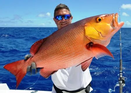 Snapper перевод