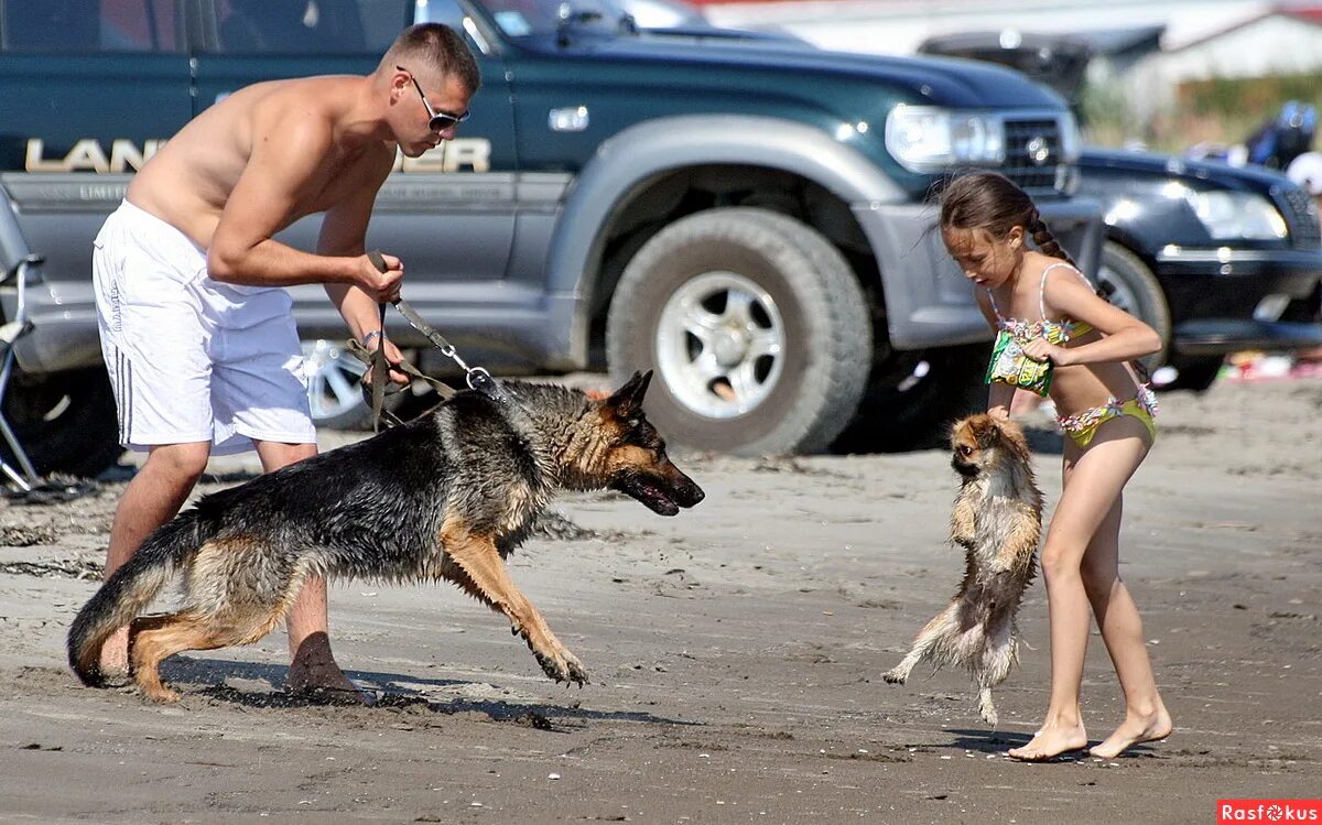 Смешные собаки мемы. Собачьи годы в чем. 1 собака есть. Мемы с собаками с надписями. Продам собаку в еде неприхотлив.