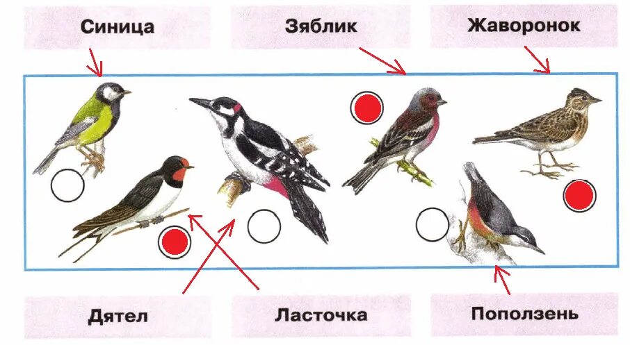 Перелётные птицы и зимующие птицы 1 класс окружающий мир. Перелетные птицы 1 класс окружающий мир школа России. Зимующие птицы 1 класс окружающий мир Плешаков. Где зимуют птицы 1 класс рабочая тетрадь.