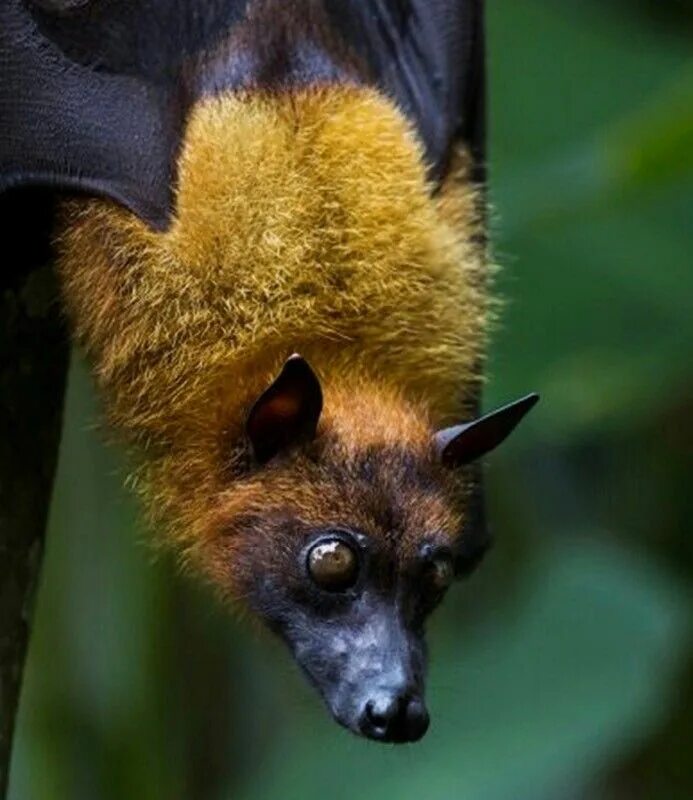 What is Nipah virus?