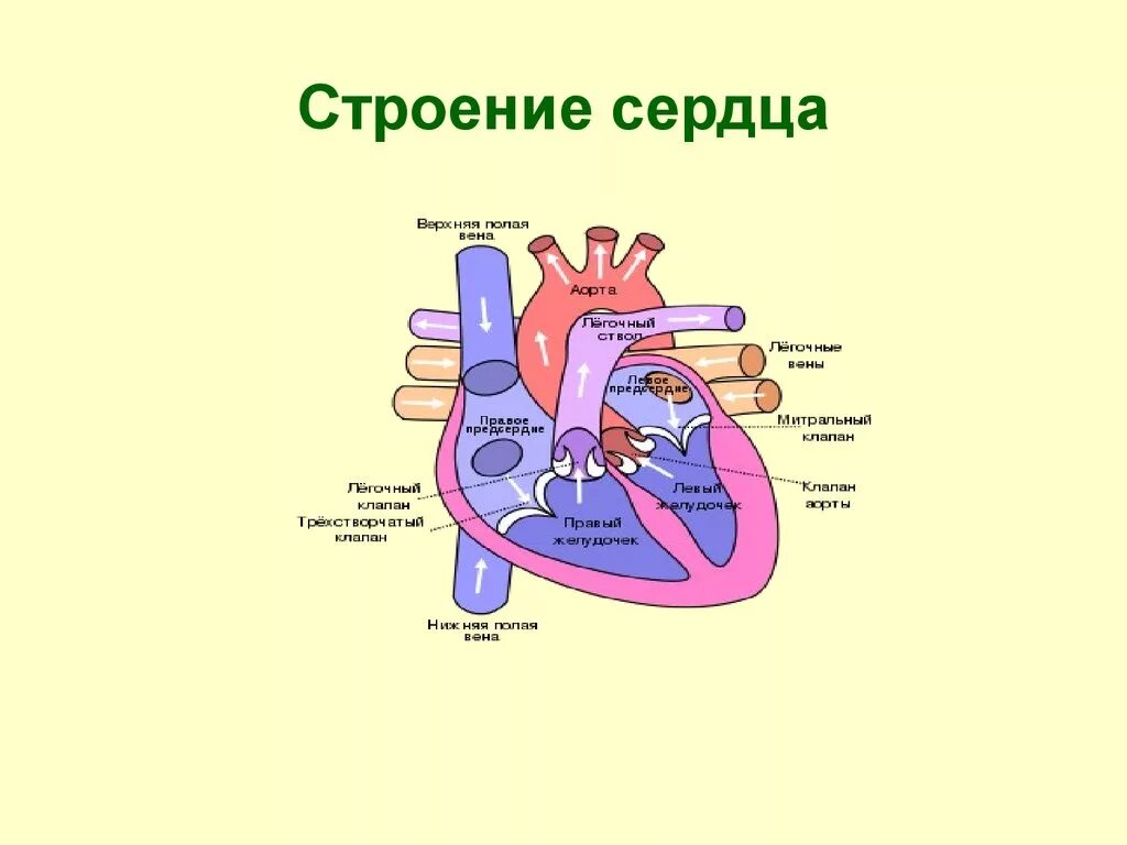 Строение 8. Схема структуры строения сердца. Строение сердца человека анатомия. Строение сердца человека рисунок. Внутреннее строение сердца схема.