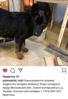 Потеряшки зеленограда