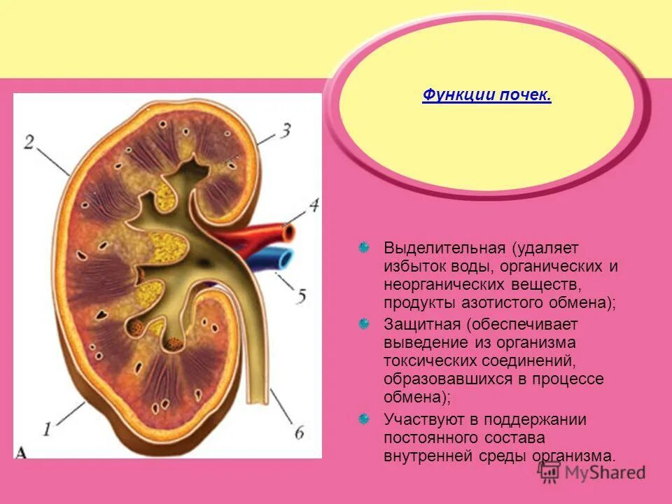 Какая железа выполняет выделительную функцию