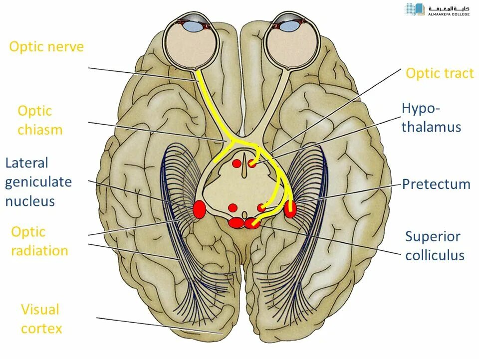 Хиазма зрительного нерва. Nervus Opticus. Промежуточный мозг зрительный нерв. Зрительный нерв анатомия.