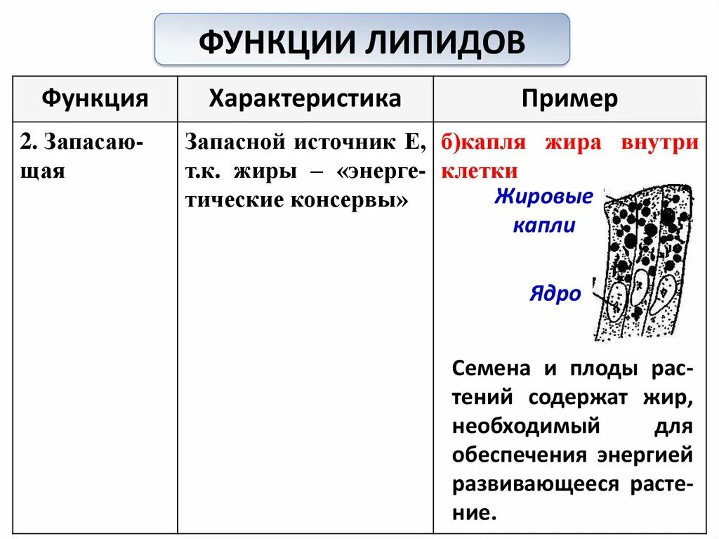 Какую функцию выполняет запасающая. Запасающая функция липидов примеры. жиры функции и примеры. жировые капли функции.