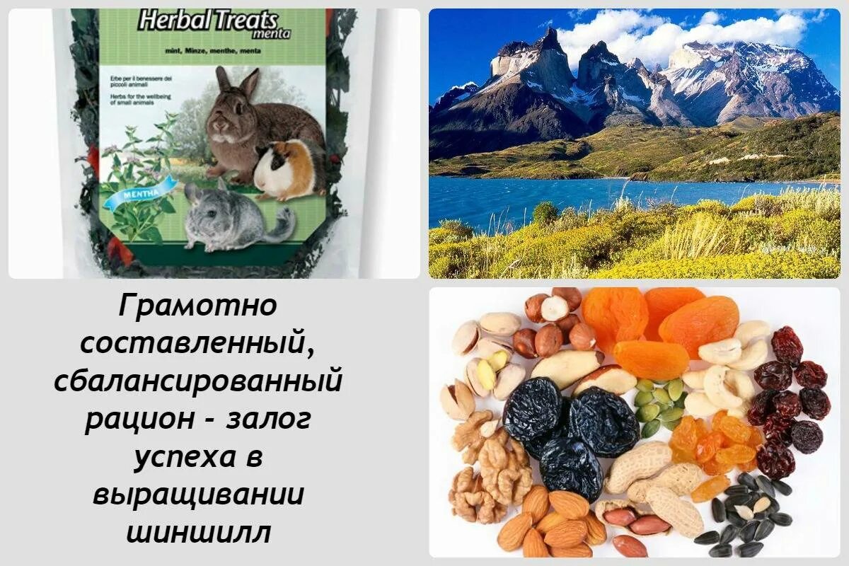 Еда для шиншилл домашних. Что нельзя есть шиншиллам список. Рацион питания шиншиллы. Рацион шиншилл. Рацион шиншилл.