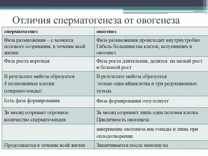 Отличия овогенеза от сперматогенеза таблица