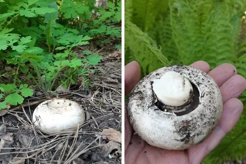 Шампиньон лесной ложный