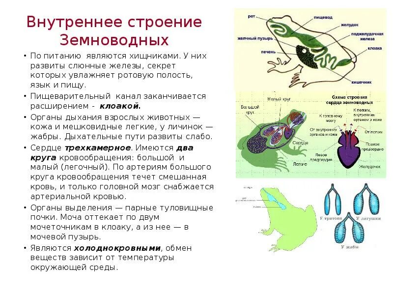 Функции дыхания у взрослых земноводных. Внутреннее строение амфибий. Органы пищеварительной системы у амфибий. Строение земноводных. Внутреннее строение земноводных.