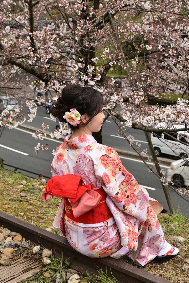 Японский обман. Сакура в кимоно. Кимоно для Ханами. Кимоно с сакурой женское. Праздник цветения Сакуры в Японии.