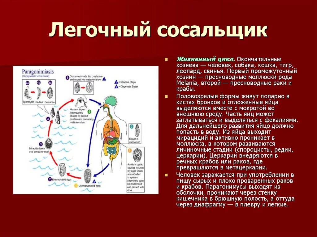 Легочный сосальщик жизненный