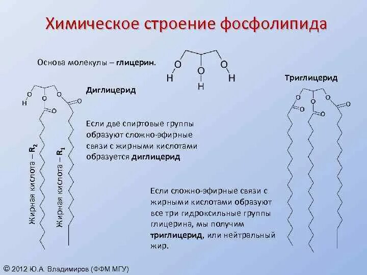 Строение фосфолипида. Фосфолипиды строение. строение фосфолипидов. структура фосфолипида.