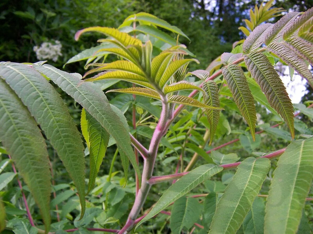 Листья похожие на пальму. Сумах оленерогий Rhus typhina. Сумах Rhus typhina. Сумах оленерогий саженцы. Сумах оленерогий уксусное дерево.