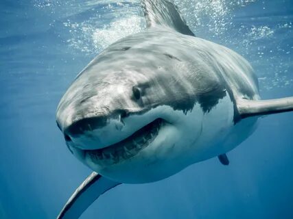 Great white sharks filmed feasting on dolphin over Memorial Day weekend.