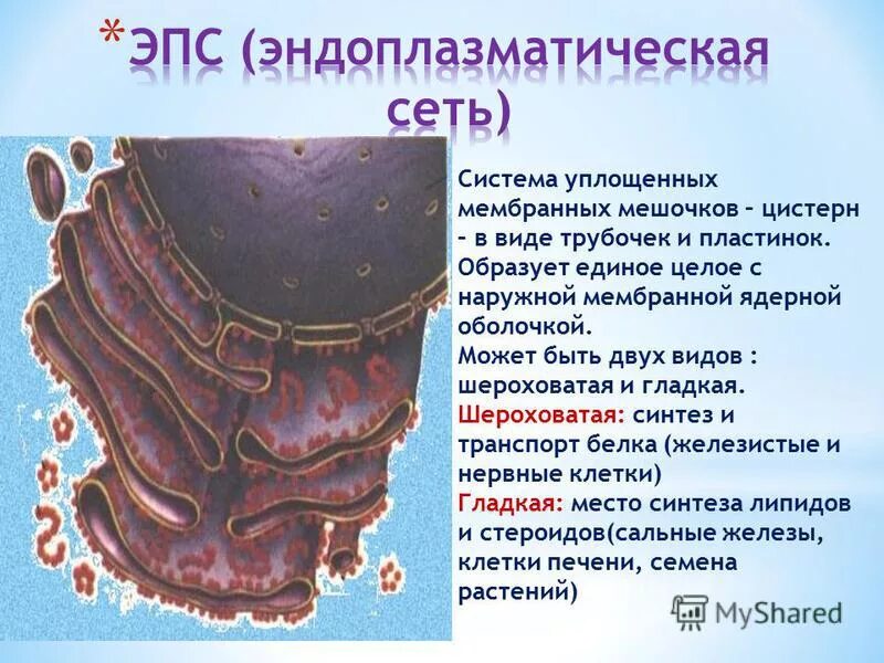 Эпс особенности строения функции. Эпс особенности строения функции