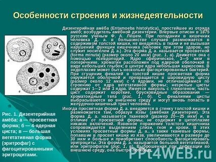 Дизентерийная амеба образует в стенке кишечника